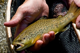 Evening Sun Fly Shop -  nice brook trout in landing net